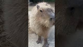 ヤツらの鳴き声のカピバラード🐾　#capybara