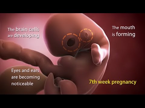 7 Weeks Pregnant: What is Happening in Week 7 of Your Pregnancy? 7 Weeks Pregnant: What is Happening in Week 7 of Your Pregnancy?