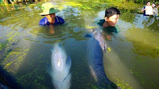 Kết cục không ngờ ngày thả đàn Cá Trắm khổng lồ ở Quê Phan Diễm ăn toàn món ngon dân dã Miền Tây