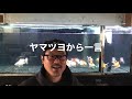 たこ剛鎌倉オープン間近〜金魚にオーバーフロー水槽は圧巻【高取丸船長と桜錦】