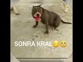 pitbull ailesi tv pitbul krallığı dur geçme bi izle