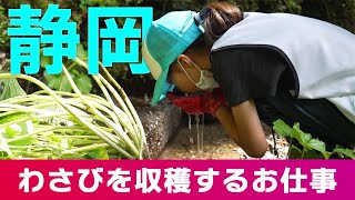 わさびを収穫するお仕事をしよう！＠静岡県西伊豆町