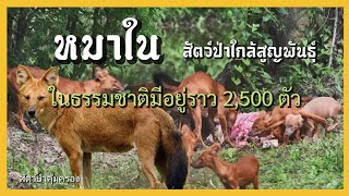 หมาใน ในธรรมชาติเหลือเพียงแค่ไม่เกิน 2,500 ตัว เท่านั้น I สัตว์ป่าคุ้มครอง Ep.38