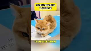 看看你家猫是报恩的还是报仇的#新手养猫 #猫咪日常#怎么鉴别报恩猫