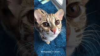 Leonid is a Cute Asian Leopard Cat #shorts