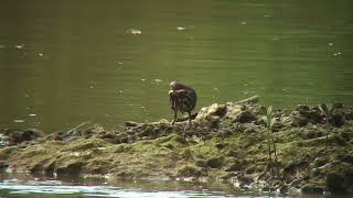 タカサゴクロサギ（2）迷鳥（沖縄市泡瀬） - Black Bittern - Wild Bird - 野鳥 動画図鑑