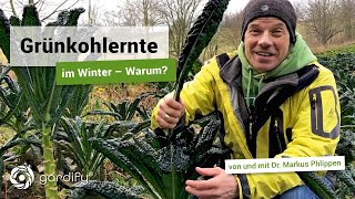 Grünkohlernte im Winter - warum? | gardify Tipps