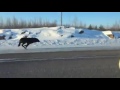 wolves running on the highway