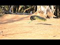 green peafowl pavo muticus