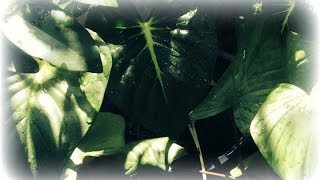 Sacred Herb garden  - Living Museum of Buddha Magic