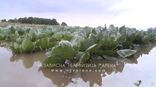 Povrtari u Janji na mukama; Usljed obilnih padavina povrće pod vodom