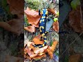 fire salamander 🦎