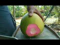 panjat pohon kelapa pendek,coconut pink amazing|ASMR