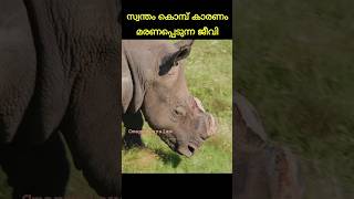 സ്വന്തം കൊമ്പ് തന്നെ🦏തന്റെ മരണത്തിന് കാരണമാകുന്ന ജീവി😢#malyalamfacts#trendingshorts