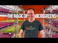 Growing Microgreens Indoors | Maryland Farm & Harvest