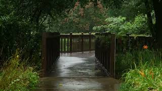 8 hours of soothing rain sound for sleep in a green forest park