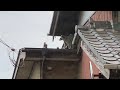 古河市釈迦 アライグマ駆除 屋根上のアライグマ