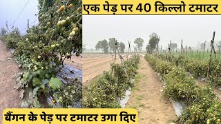 ग़ज़ब की तकनीक है बैंगन के पेड़ पर टमाटर उगा दिये। kisan ne ugaye baingan ke ped par tamatar