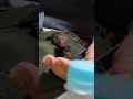 【アカメ】ハンドリング絶対許さないトカゲ shorts アカメカブトトカゲ アカメ エキゾチックアニマル 小動物 爬虫類