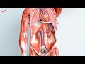 Abdominal Anatomy - Retroperitoneal Organs (SAD PUCKER Mnemonic)