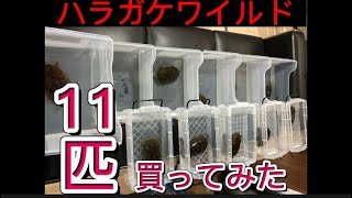 ハラガケワイルド11匹買ってみた#ハラガケガメ #claudiusangustatus #narrowbridgedmuskturtle #亀 #turtle #凶暴