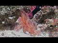 scorpionfish facts 🐠 scorpaenidae 🐟 beware stings with venomous spines ☠️