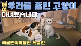 요물, 우리를 홀린 고양이 | 국립민속박물관 고양이를 재조명한 특별전에 다녀왔습니다 #우리를홀린고양이 #국립민속박물관 #서울전시