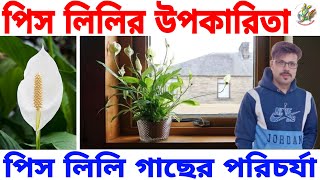 পিস লিলি গাছের উপকারিতা ও পরিচর্যা || Peace Lily || Best Indoor Plant