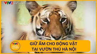 Giữ ấm cho động vật tại vườn thú Hà Nội | VTV4