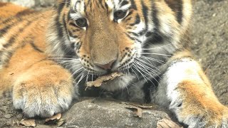 AMUR TIGER赤ちゃんフタバ　可愛いおにぎり顔💛もぐもぐして楽しんでいたら消えちゃったアレ Futaba played with a piece of cardboard . 2025.1月