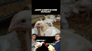 Cómo Criar Pollos de Engorde en 35 Días #pollosdeengorde #agro #pollosblancos #tips #tutorial