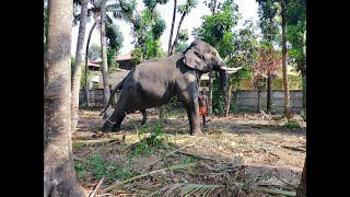 പുത്തൻകുളത്തെ ഭാവി വാഗ്‌ദാനം സുന്ദരകില്ലാടി അനന്തപദമനാഭൻ / Puthankulam Ananthapadmanabhan