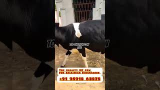 #Top quality HF cow for sale   +91 95918 63878 #bollywood #cow #cowcalf #cattles #viralmusic