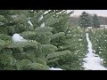 How Are Christmas Trees Grown? Good Question