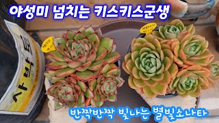 24.12.26 🌸야성미 넘치는 키스키스군생 반짝반짝 빛나는 별빛소나타군생 분갈이해요🌸 꽃동산다육 010 3939 4304 사박토 010-3436-6631