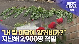 "집 마당에 양귀비가?"...양귀비 적발 속속 (2024.05.10/뉴스데스크/MBC경남)