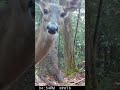 deer spots the trailcam animals wildlife nature funny shorts