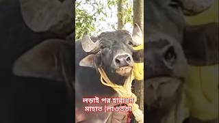 পলাশডি আসরের কাড়া লড়াই পর হারাধন মাহাত (লাওতড়া কেমন আছে দেখো কাড়া