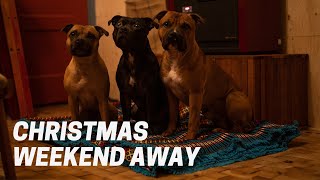 Christmas Weekend Trip with Three Staffordshire Bull Terriers