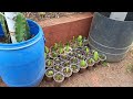 grafting and planting australian golden isis yellow dragon fruit