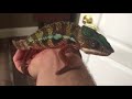 panther chameleon unboxing