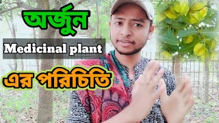 Arjuna Plant Identification | অর্জুন গাছ কিভাবে চিনবেন |