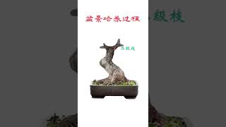 Quá trình tạo tác cây bonsai cắt giật