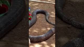 අපූරු නයි නටවන්නා 😅😇 | snake video  | big snake video | snake guardian sampath | YouTube #shorts