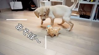 動く犬おもちゃをあげてみたらラブラドール子犬の反応