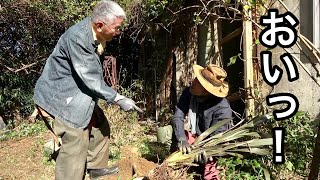 新たな問題が発生しました。　　　【カーメン君】【園芸】【ガーデニング】【初心者】【修リフォーム3】