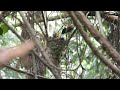 サンコウチョウ　誕生から巣立ちまで