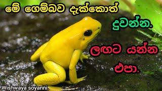 The Deadly Frogs In The World | Amphibians (උභයජීවී)