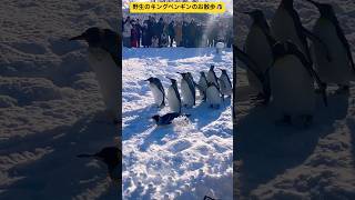 【真冬の旭山動物園】④野生のキングペンギンの貴重なお散歩の一コマ🐧 大盛況の冬季イベント🤩 北海道旭川市✨#ninjya #shorts #旭川市 #旭山動物園 #ペンギン #ペンギンの散歩