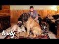 My Monster Mastiff Weighs 250lbs | TRULY